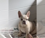 Small #2 Breeder Profile image