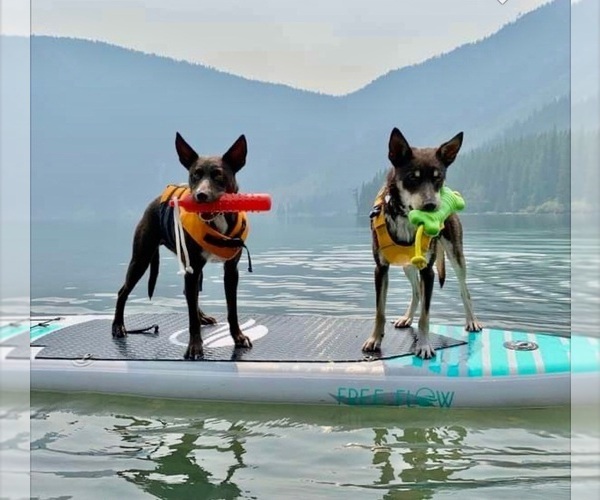 Medium Photo #35  Breeder Profile in CAMAS, WA, USA