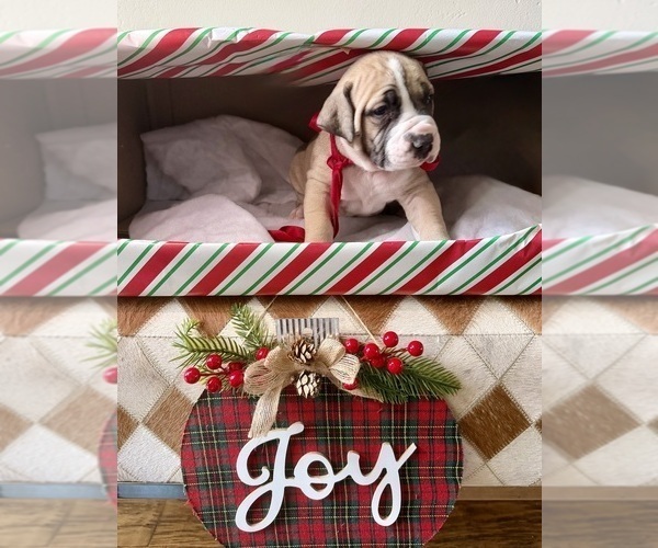 Medium Photo #16  Breeder Profile in COMMERCE, TX, USA
