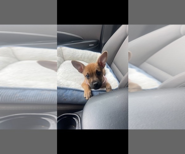 Medium Photo #1  Breeder Profile in WASHINGTON, DC, USA