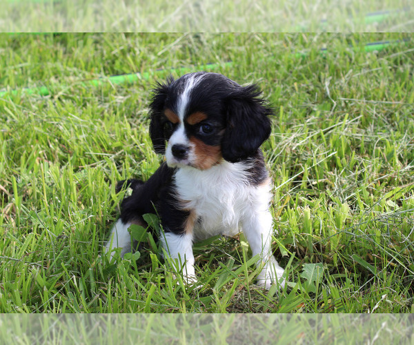 Medium Photo #78  Breeder Profile in CHANUTE, KS, USA