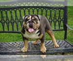 Small breeder photo