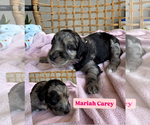 Small #1 Breeder Profile image