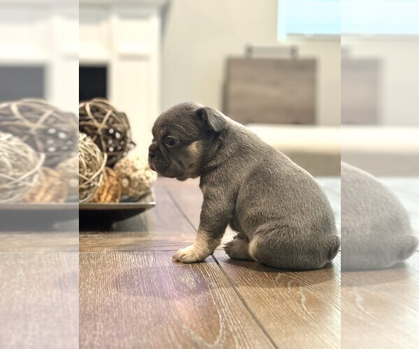 Medium Photo #15  Breeder Profile in FONTANA, CA, USA