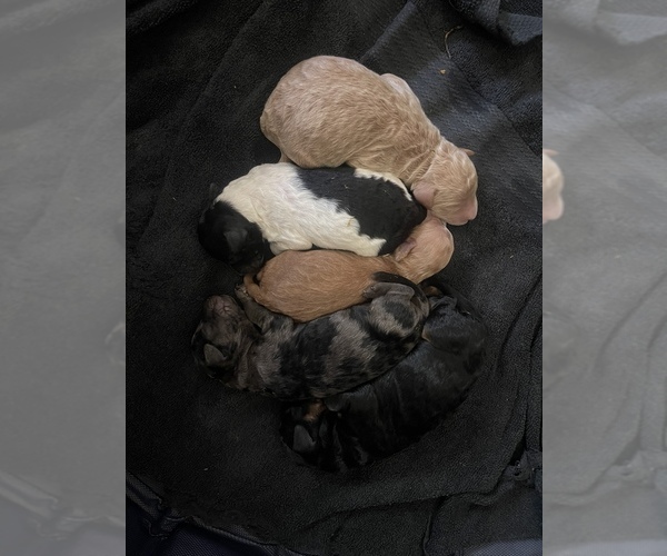 Medium Photo #1  Breeder Profile in LAKE CORMORANT, MS, USA
