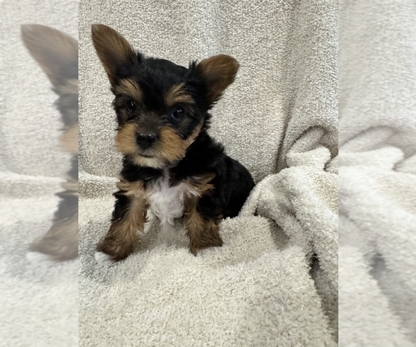 Medium Photo #10  Breeder Profile in NORMAN, OK, USA