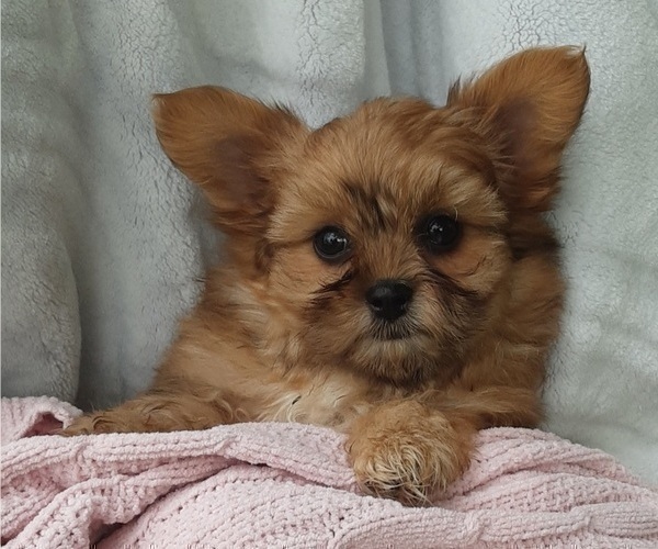 Medium Photo #25  Breeder Profile in THORP, WI, USA