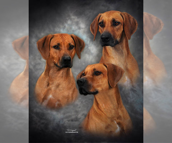 Medium Photo #1  Breeder Profile in CALDWELL, TX, USA