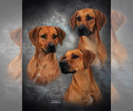 Small breeder photo