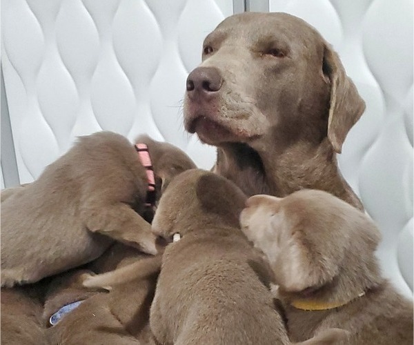 Medium Photo #11  Breeder Profile in FLAGLER, CO, USA
