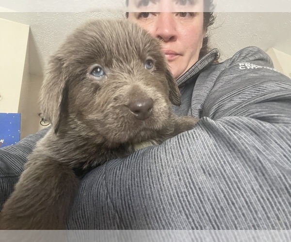 Medium Photo #11  Breeder Profile in MARTINSBURG, WV, USA