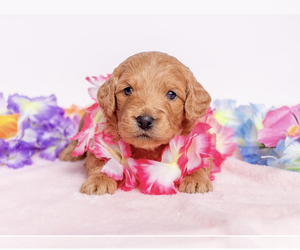 Goldendoodle (Miniature) Dog Breeder near HALTOM CITY, TX, USA