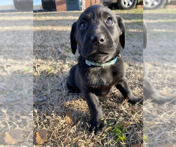 Medium Photo #21  Breeder Profile in CHARLOTTE, NC, USA