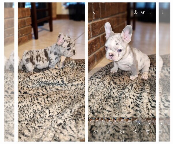 Medium Photo #1  Breeder Profile in MEMPHIS, TN, USA