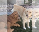 Small #28 Breeder Profile image