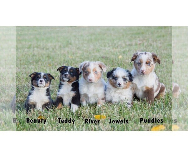 Medium Photo #13  Breeder Profile in CLARE, MI, USA
