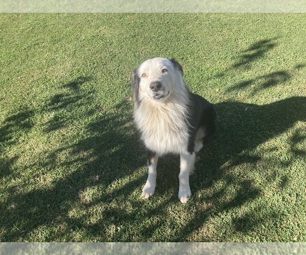 Medium Photo #1  Breeder Profile in PERRIS, CA, USA