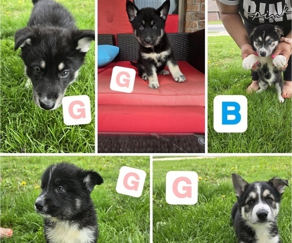 Medium Photo #1  Breeder Profile in JOPLIN, MO, USA