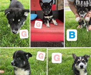 German Shepherd Dog-Siberian Husky Mix Dog Breeder near JOPLIN, MO, USA