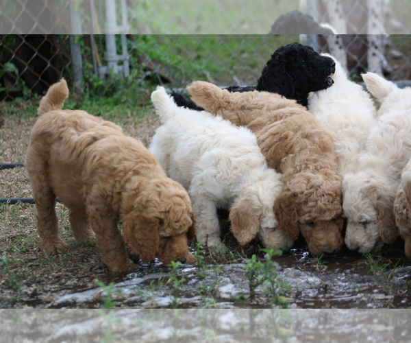 Medium Photo #1  Breeder Profile in GARWOOD, TX, USA
