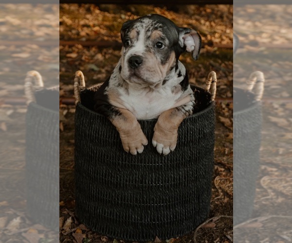 Medium Photo #14  Breeder Profile in BATTLE CREEK, MI, USA