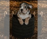 Small #13 Breeder Profile image