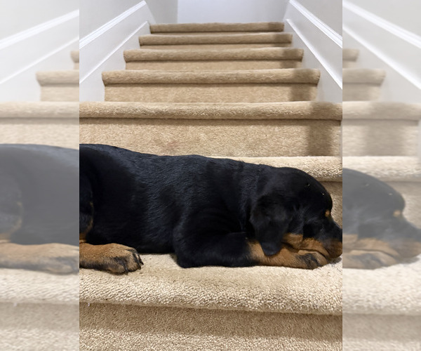 Medium Photo #4  Breeder Profile in LITHONIA, GA, USA