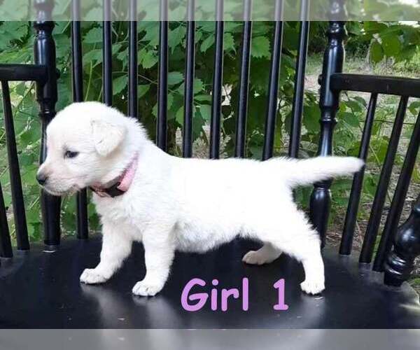 Medium Photo #1  Breeder Profile in AMELIA CT HSE, VA, USA