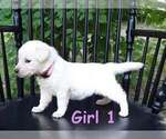 Small breeder photo
