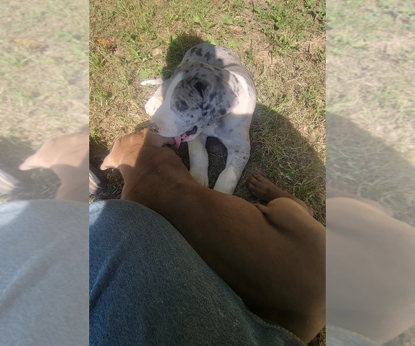 Medium Photo #15  Breeder Profile in HARDINSBURG, IN, USA
