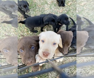 Labrador Retriever Dog Breeder near CHARLOTTE, NC, USA