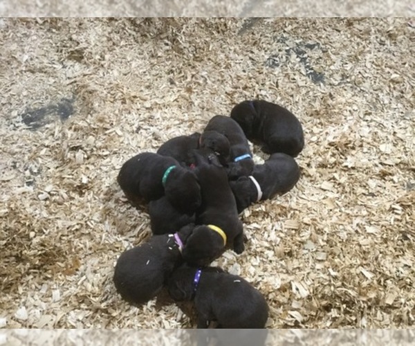 Medium Photo #1  Breeder Profile in CANTON, GA, USA