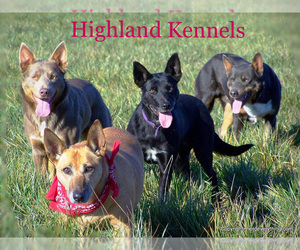 Australian Kelpie Dog Breeder near VANCOUVER, WA, USA