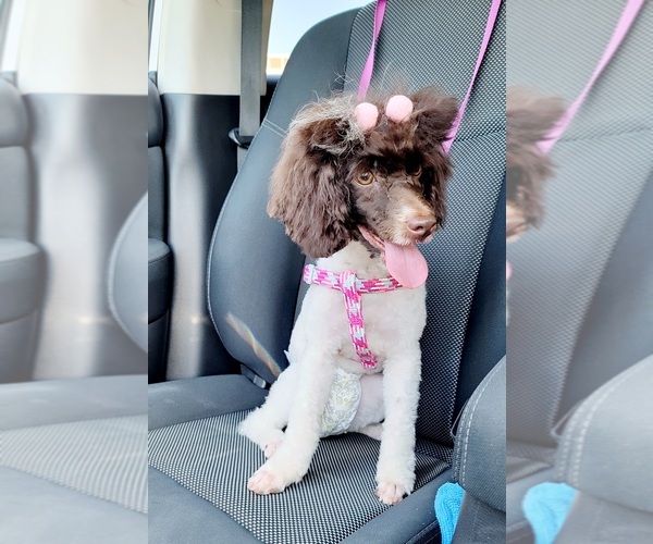 Medium Photo #3  Breeder Profile in DALLAS, TX, USA