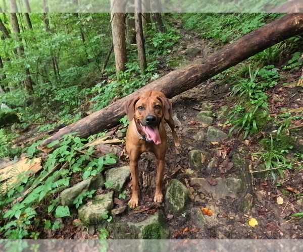 Medium Photo #2  Breeder Profile in ONEIDA, TN, USA