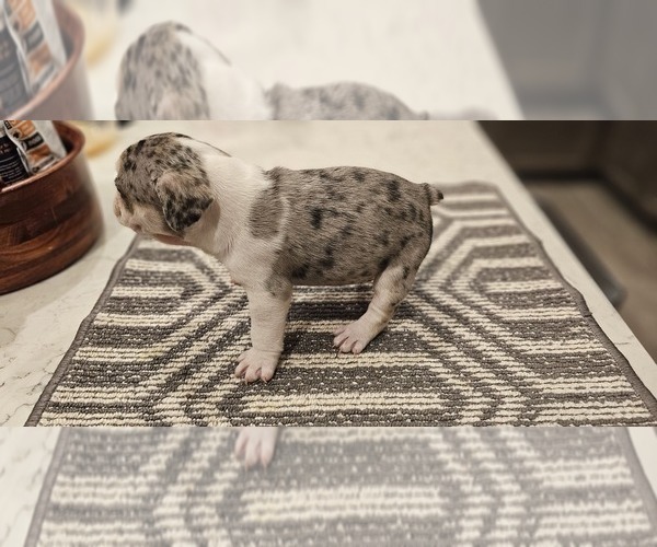 Medium Photo #16  Breeder Profile in CHINO HILLS, CA, USA