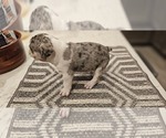 Small #15 Breeder Profile image