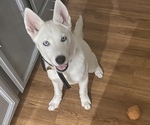 Small Photo #1  Breeder Profile in TULSA, OK, USA