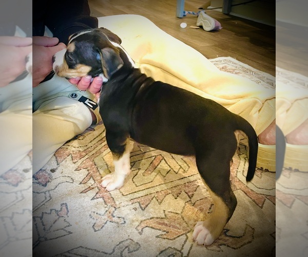 Medium Photo #32  Breeder Profile in FORT MITCHELL, AL, USA