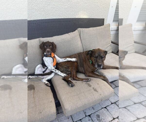 Medium Photo #131  Breeder Profile in HORTENSE, GA, USA