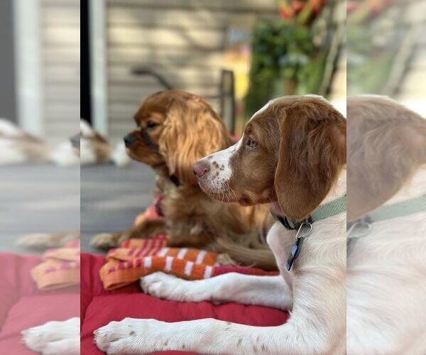 Medium Photo #23  Breeder Profile in HORTENSE, GA, USA