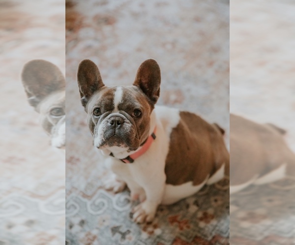 Medium Photo #1  Breeder Profile in COEUR D ALENE, ID, USA