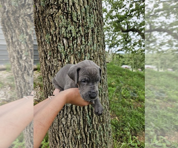 Medium Photo #11  Breeder Profile in WALNUT GROVE, MO, USA
