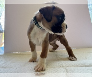 Boxer Dog Breeder near EUREKA, IL, USA
