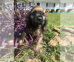 Medium Breeder Profile Photo