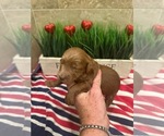 Small #1 Breeder Profile image