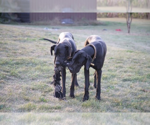 Medium Photo #1  Breeder Profile in WOLCOTTVILLE, IN, USA