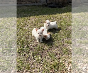 Yorkshire Terrier Dog Breeder near HOLLAND, TX, USA