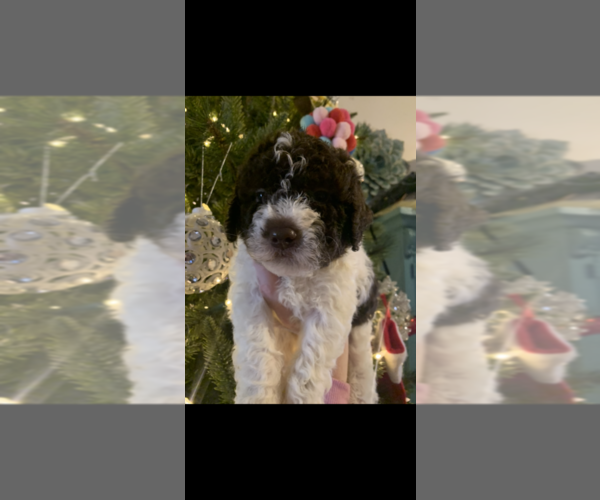 Medium Photo #51  Breeder Profile in YUBA CITY, CA, USA