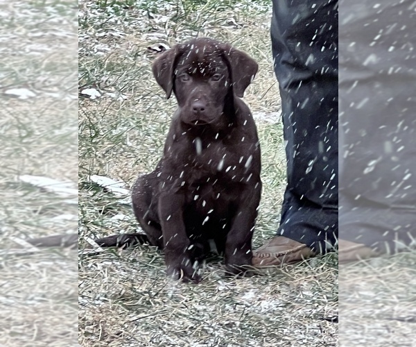 Medium Photo #43  Breeder Profile in NEOLA, WV, USA